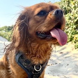 Winnie - Cavalier King Charles Spaniel