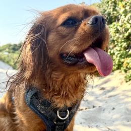 Winnie - Cavalier King Charles Spaniel