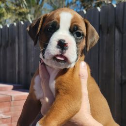 Boxer All Grown Up from Cerise's Boxers