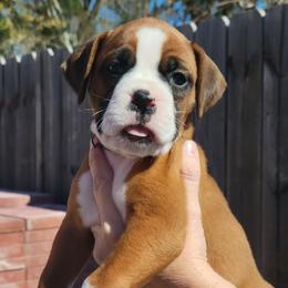 Boxer All Grown Up from Cerise's Boxers