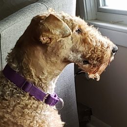 Daphne - Airedale Terrier