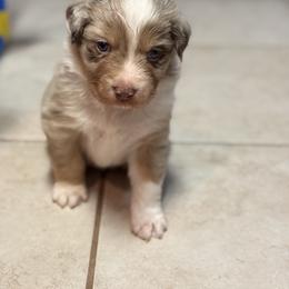 Australian Shepherd Puppies from Bullet & Whiskey’s Pups