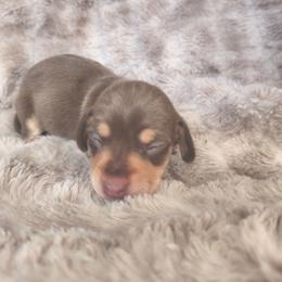 Twix - Chocolate and tan female Dachshund puppy in Opelika, Alabama from Dachshund Darlins