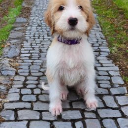 Labradoodle and Poodle Puppies from Caris Paws Poodles and Doodles