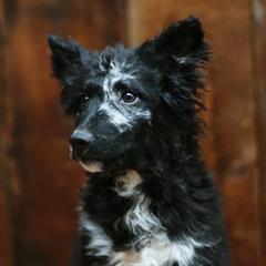 Julia - Black merle female Mudi puppy in Gatlinburg, Tennessee from Greenbrier