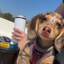 Dachshund Puppies from Lee’s Legendary Lines