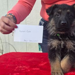 Grey collar - Black and tan male German Shepherd puppy in Berry, Alabama from Whisper Gray