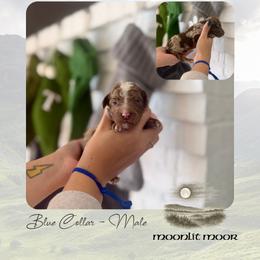 Moonlit Moor - Blue Collar - Merle male Goldendoodle puppy in Garland, Texas from Twilight Doodles