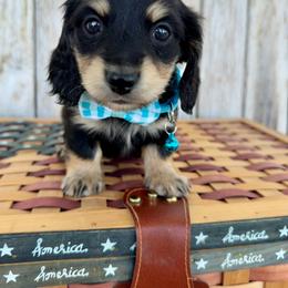 Blueberry PopTart - Black and cream male Dachshund puppy in Middleton, Idaho from Doodle Doxie