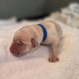 Male 2 yellow - Yellow male Labrador Retriever puppy in Lenore, Idaho from Sunny Skies Retrievers