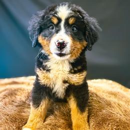 Lulu - Tri-color female Bernese Mountain Dog puppy in Alabama from Dogwood Creek Bernese