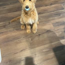 Goldendoodle Puppies from Lundee Doodles