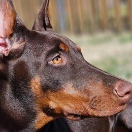 Doberman Pinschers from Get a Grip Dobermans