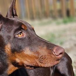 Doberman Pinschers from Get a Grip Dobermans