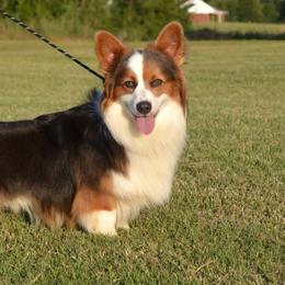 Cruise - Pembroke Welsh Corgi
