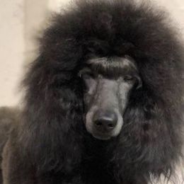 Delfina  - Poodle