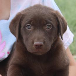 AKC JH title sired Sammy - Chocolate female Labrador Retriever puppy in Spring Creek, Nevada from Badland Kennel