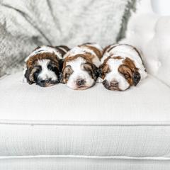 Aussiedoodle, Goldendoodle, Poodle, Saint Berdoodle, Saint Bernard, and Sheepadoodle Puppies from Rocky Ridge Ranch