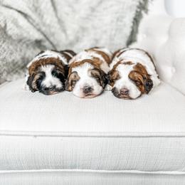 Aussiedoodle, Goldendoodle, Poodle, Saint Berdoodle, Saint Bernard, and Sheepadoodle Puppies from Rocky Ridge Ranch