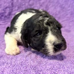 Nova - Parti female Poodle puppy in Meadowbrook, California from Standard Poodle Pups