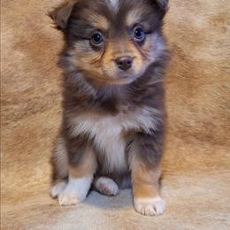 Viola - Red tri female Miniature Australian Shepherd puppy in Sw, Wisconsin from Driftless Australian Shepherds