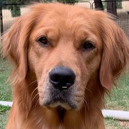 Golden Retrievers from Chrissy's Golden Retrievers