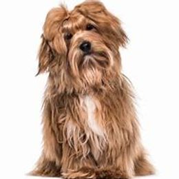 Rhett Butler - Havanese