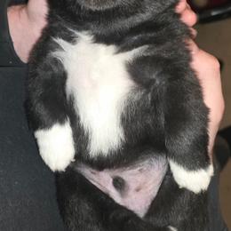 Bear - Black and white male Pomsky puppy in Fairfield, Vermont from Pomskies of Vermont