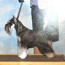 Luna - Miniature Schnauzer