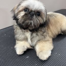 BamBam - Shih Tzu