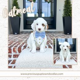Oatmeal - Parti male Goldendoodle puppy in Bell Buckle, Tennessee from Precious Puptown Doodles
