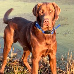 Booker - Labrador Retriever
