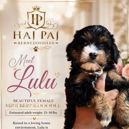 Pink collar - Tri-color female Bernedoodle puppy in Jacksonville, Florida from Haj Paj Bernedoodles