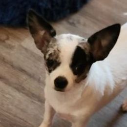 Willow - Chihuahua