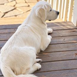 Marisol - Golden Retriever