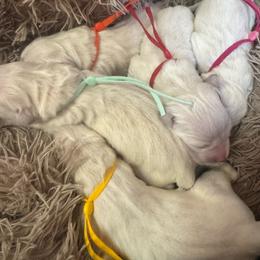 Girl 2 - Light golden female Golden Retriever puppy in Roca, Nebraska from Oak Haven Goldens