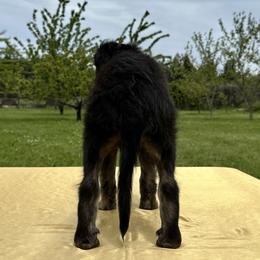 Silken Windhound Puppies from Luminous Silken Windhounds