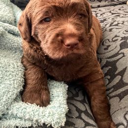 Labradoodle Puppies from AV Cares Doodles