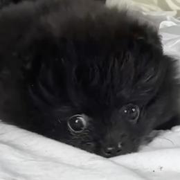 Lily - Black female Pomeranian puppy in Willits, California from Starlight Pomeranians