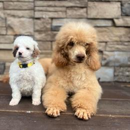 Everett - Parti male Poodle puppy in Quitman, Mississippi from P&D Palace