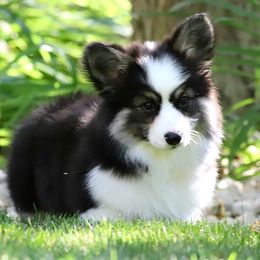 Pembroke Welsh Corgi Puppies from Cosmere Corgis