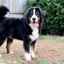 Bernese Mountain Dog puppies from Dutton Dog Co & Dalla Grazia Doberman