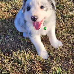 Foxglove - Blue merle male Border Collie puppy in Opelousas, Louisiana from Zahara Border Collies
