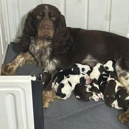 Maybelle - English Springer Spaniel