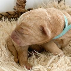 Blue - Double Doodle puppy in Gilbert, Arizona from Emmie’s Doodle Pups