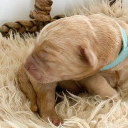 Blue - Double Doodle puppy in Gilbert, Arizona from Emmie’s Doodle Pups
