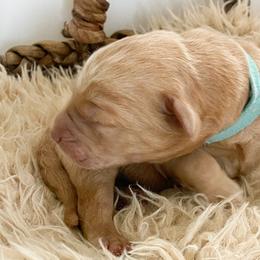 Blue - Double Doodle puppy in Gilbert, Arizona from Emmie’s Doodle Pups