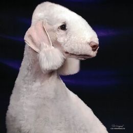 Bedlington Terrier puppies from Arkada Sirene Kennel