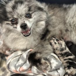 Pomeranian puppies from Belt Fed Kennels
