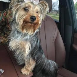 Yorkshire Terrier All Grown Up from Susie Pounders
